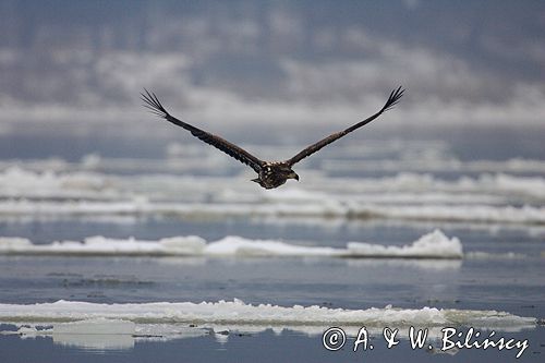 white-tailed sea eagle Haliaetus albicilla