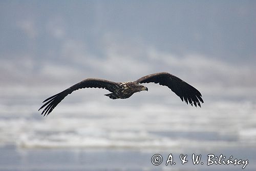 white-tailed sea eagle Haliaetus albicilla