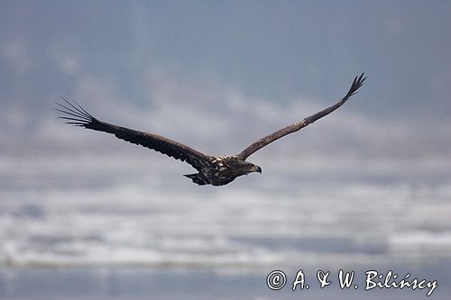 white-tailed sea eagle Haliaetus albicilla