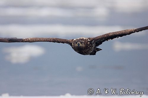 white-tailed sea eagle Haliaetus albicilla