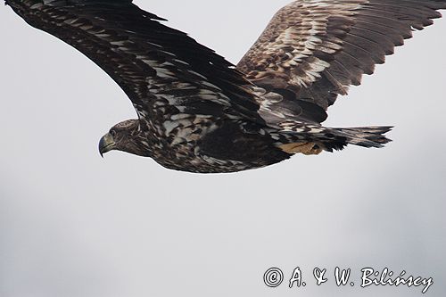 white-tailed sea eagle Haliaetus albicilla