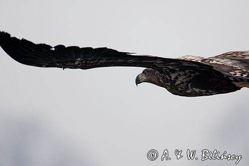 white-tailed sea eagle Haliaetus albicilla