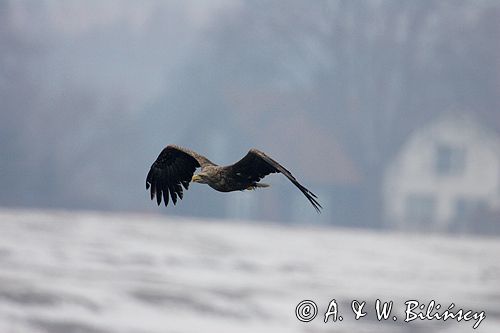 white-tailed sea eagle Haliaetus albicilla