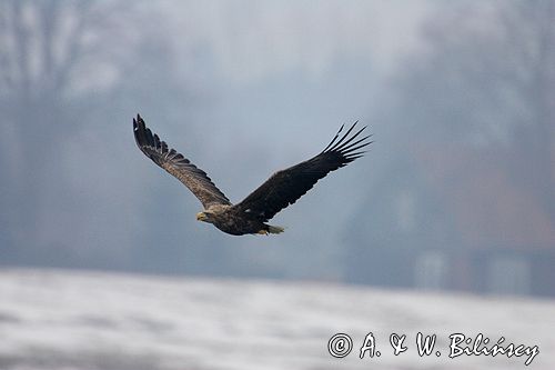 white-tailed sea eagle Haliaetus albicilla