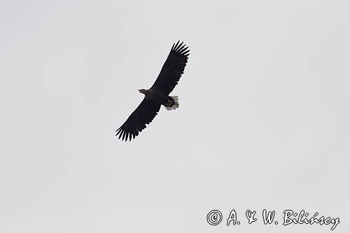 white-tailed sea eagle Haliaetus albicilla