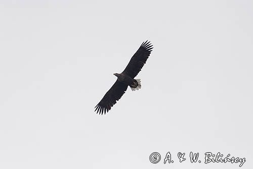 white-tailed sea eagle Haliaetus albicilla