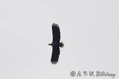 white-tailed sea eagle Haliaetus albicilla