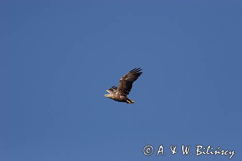 white-tailed sea eagle Haliaetus albicilla