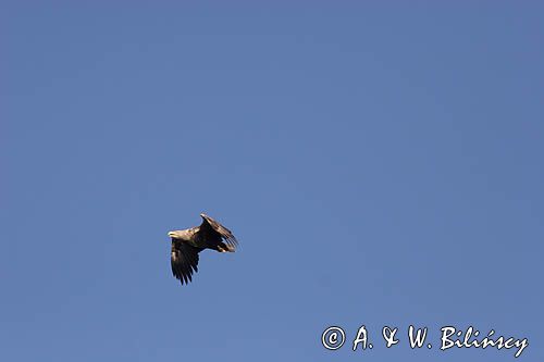 white-tailed sea eagle Haliaetus albicilla