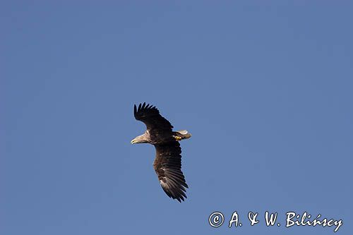 white-tailed sea eagle Haliaetus albicilla