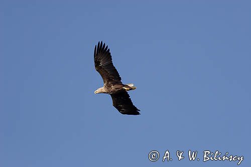 white-tailed sea eagle Haliaetus albicilla