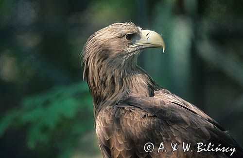 white-tailed sea eagle Haliaetus albicilla