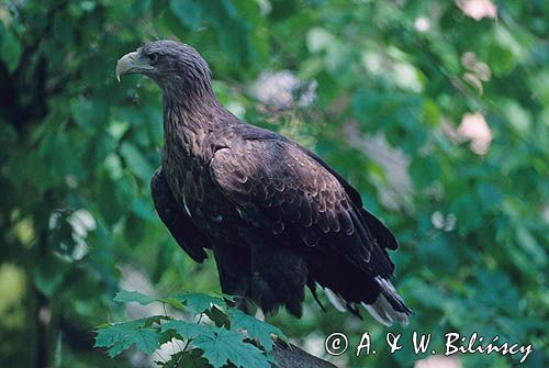 white-tailed sea eagle Haliaetus albicilla