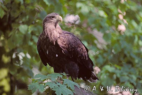 white-tailed sea eagle Haliaetus albicilla