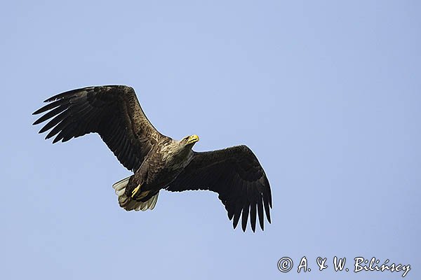 Bielik, Haliaetus albicilla, w locie, osobnik dorosły