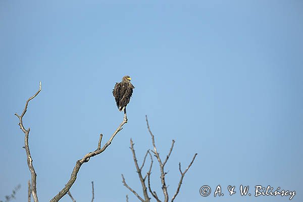 Bielik, Haliaetus albicilla