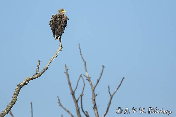 Bielik, Haliaetus albicilla