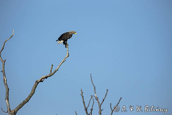 Bielik, Haliaetus albicilla