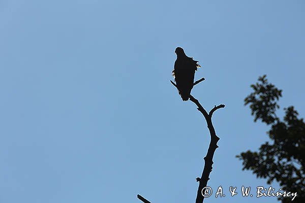 Bielik, Haliaetus albicilla