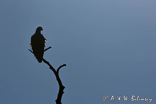Bielik, Haliaetus albicilla