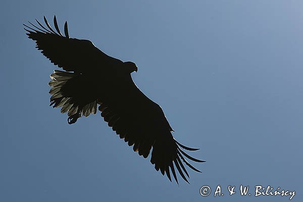 Bielik, Haliaetus albicilla