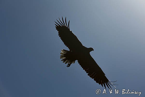 Bielik, Haliaetus albicilla