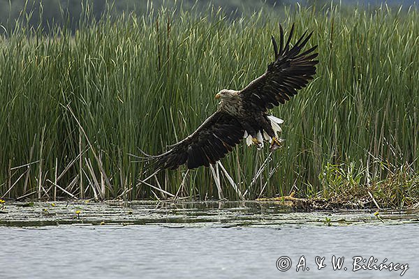 Bielik, Haliaetus albicilla