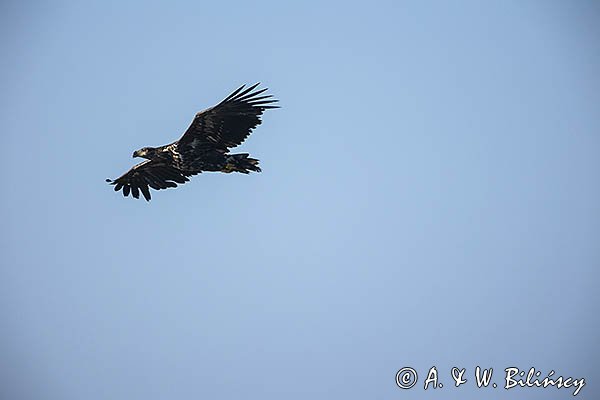 Bielik, Haliaetus albicilla, młodociany