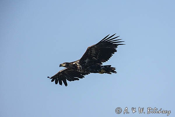 Bielik, Haliaetus albicilla