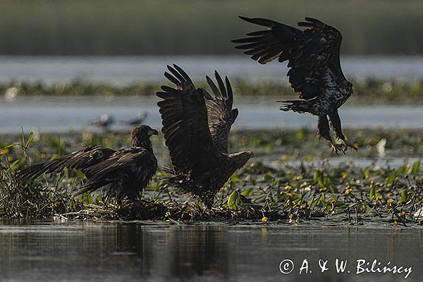 Bieliki, Haliaetus albicilla