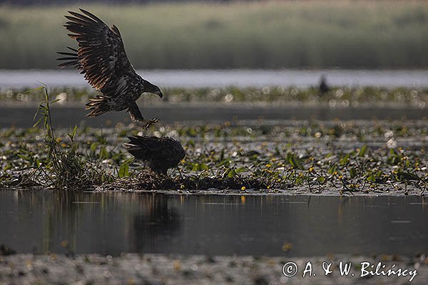 Bieliki, Haliaetus albicilla