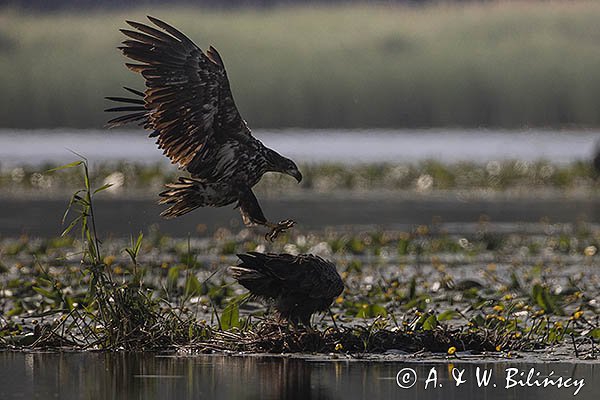 Bieliki, Haliaetus albicilla