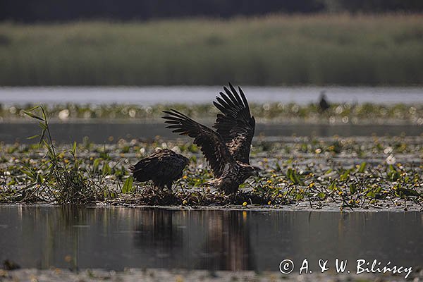 Bieliki, Haliaetus albicilla