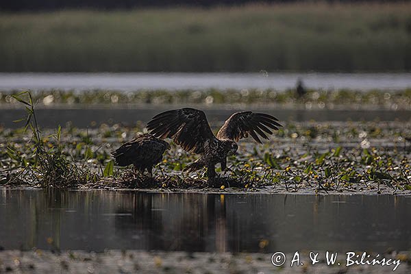 Bieliki, Haliaetus albicilla