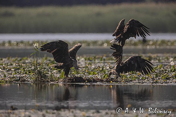 Bieliki, Haliaetus albicilla