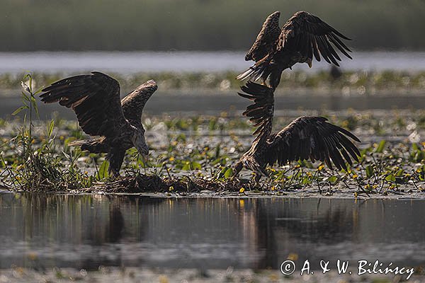 Bieliki, Haliaetus albicilla