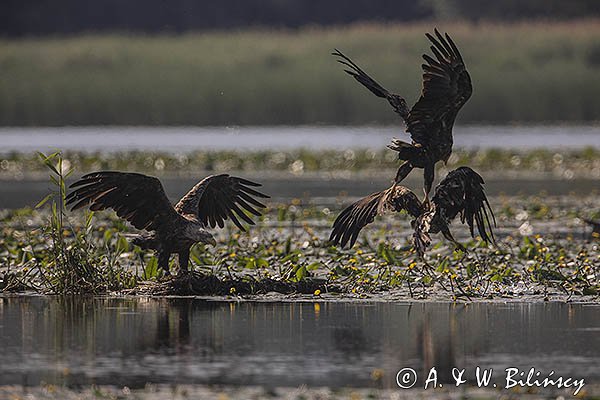 Bieliki, Haliaetus albicilla