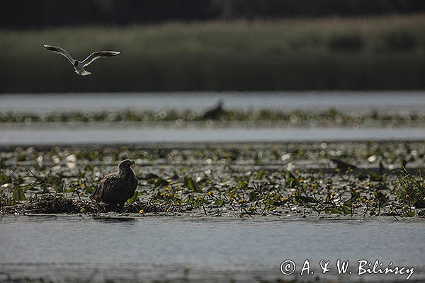Bieliki, Haliaetus albicilla i śmeszka, Larus ridibundus