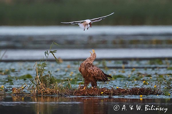 Bielik, Haliaetus albicilla i śmeszka, Larus ridibundus