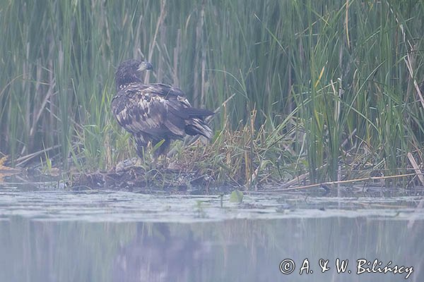 Bielik, Haliaetus albicilla