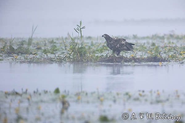 Bielik, Haliaetus albicilla