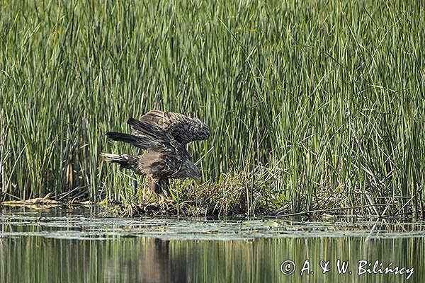 Bielik, Haliaetus albicilla