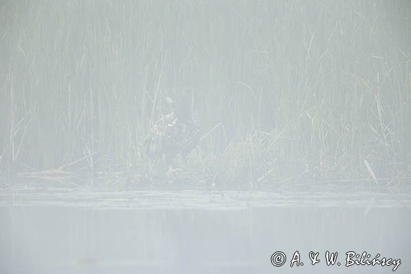 Bielik, Haliaetus albicilla
