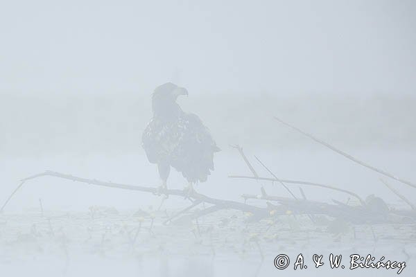Bielik, Haliaetus albicilla