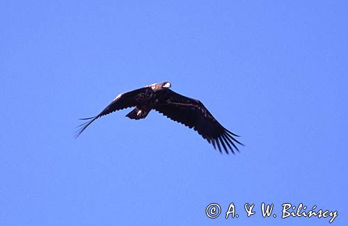 white-tailed sea eagle Haliaetus albicilla