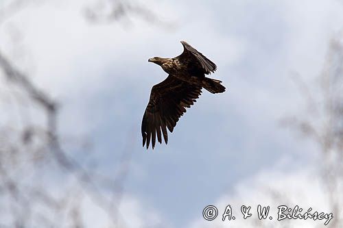 orzeł bielik Haliaetus albicilla