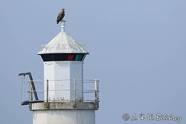 Orzeł bielik Haliaetus albicilla