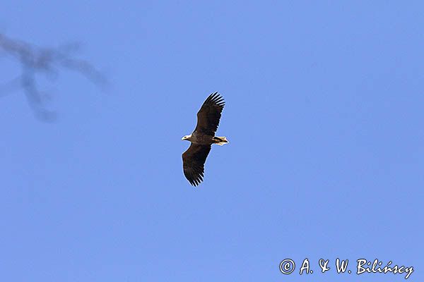 bielik Haliaetus albicilla