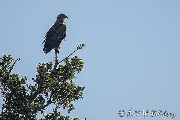 Bielik, Haliaetus albicilla