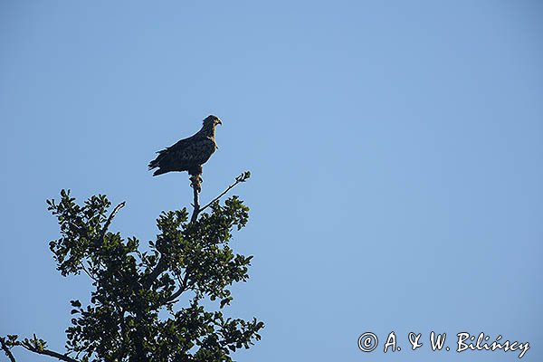 Bielik, Haliaetus albicilla